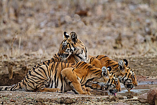 皇家,孟加拉虎,幼兽,水坑,虎,自然保护区,印度