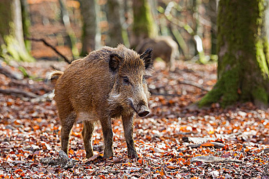 野猪,野生动植物园,莱茵兰普法尔茨州,德国,欧洲