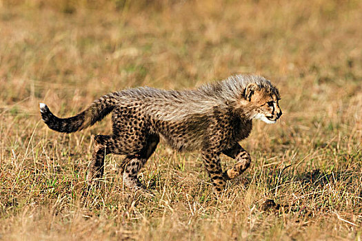 印度豹,猎豹,小猎豹,探索,环境,马赛马拉国家保护区,肯尼亚,非洲
