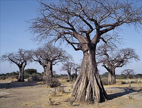 猴面包树,山谷,南坦桑尼亚