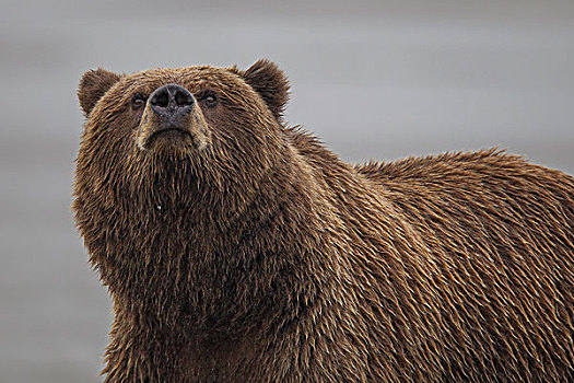 大灰熊,棕熊,嗅,空气,克拉克湖,国家公园,阿拉斯加
