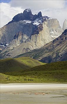 智利红鹤,浅,湖,背景,托雷德裴恩国家公园,巴塔哥尼亚,智利