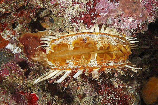 牡蛎,壳,刺,所罗门群岛,水下视角