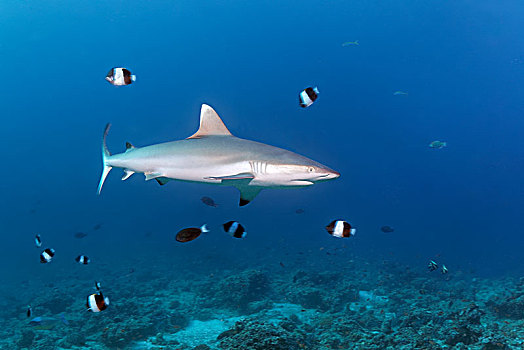 灰礁鲨,黑尾真鲨,蝴蝶鱼,印度洋,马尔代夫,亚洲