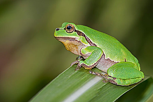 树蛙,雄性,春天,中间,生物保护区,萨克森安哈尔特,德国,欧洲