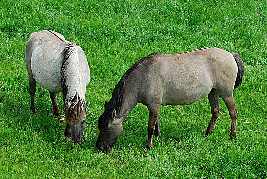 两个,野马,放牧,明斯特地区,北莱茵威斯特伐利亚,德国,欧洲