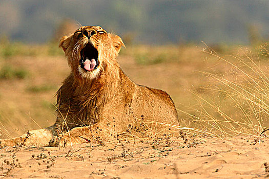 幼小,狮子,张嘴,国家公园,津巴布韦
