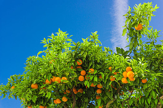 橘树,橘子,悬挂,枝头,橙色,果园