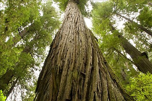 仰视,北美红杉,树,小路,杰迪戴亚-史密斯红杉树州立公园,红杉国家公园,加利福尼亚,美国