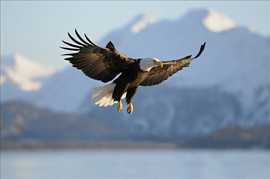 白头鹰,海雕属,雕,降落,山,背景,卡契马克湾,州立公园,肯奈半岛,阿拉斯加,美国