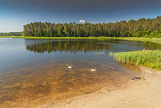 人工湖,水塘,国家公园,波兰