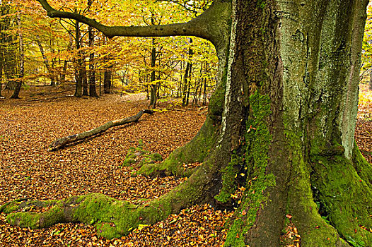 秋天,原始,树林,北方,黑森州,德国,欧洲