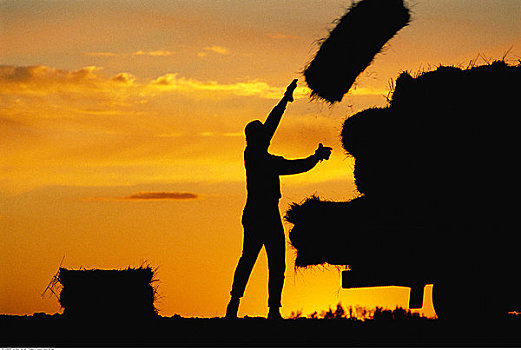 剪影,农民,举起,干草包,日落,肖尔湖,曼尼托巴,加拿大