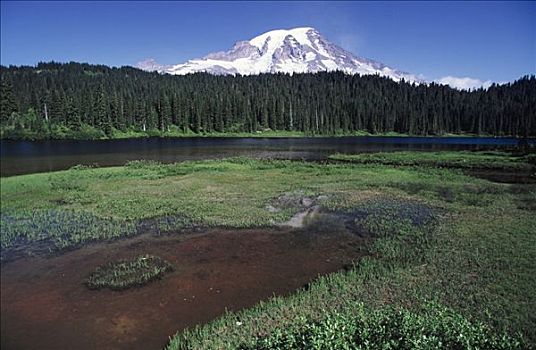 雷尼尔山,树林,风景,国家公园,华盛顿