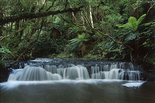 小,瀑布,雨林,南岛,新西兰