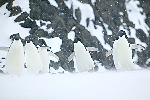 车站,春天,暴风雪,靠近,大,生物群,阿德利企鹅,南极