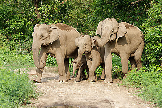 亚洲象,家庭,小,幼兽