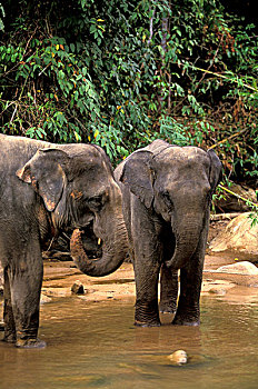 亚洲,泰国,国家公园,亚洲象