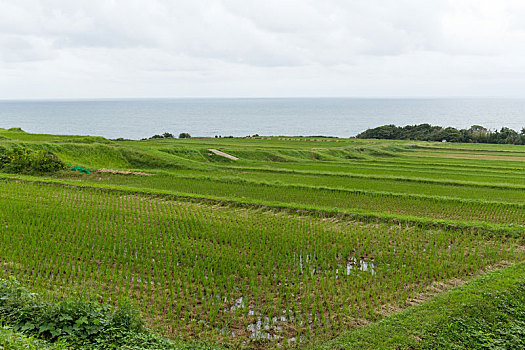 稻田,海边
