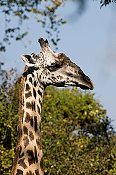 长颈鹿,南卢安瓜国家公园,赞比亚