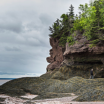 男孩,走,岩石,海岸线,霍伯威尔岩,芬地湾,新布兰斯维克,加拿大