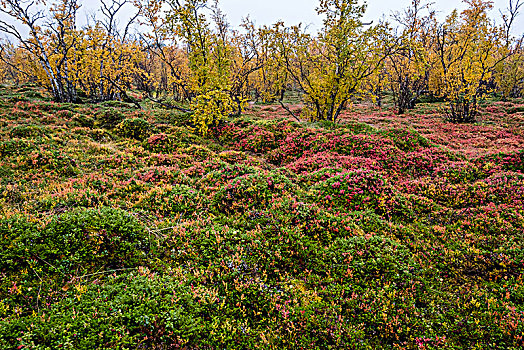 秋天,林中地面,蓝莓,拉普兰,瑞典,欧洲