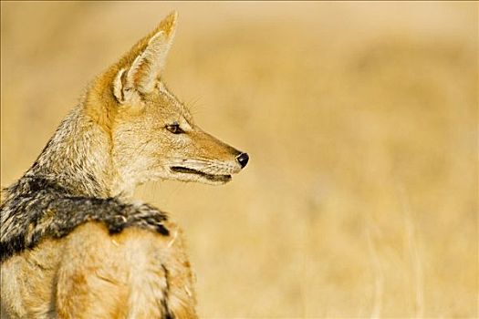 黑背狐狼,黑背豺,马卡迪卡迪盐沼,国家公园,博茨瓦纳,非洲