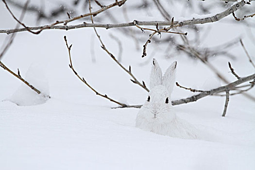 雪兔,保护色,雪中,冰川国家公园,蒙大拿