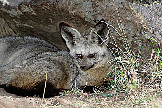 大耳狐,马塞马拉野生动物保护区,肯尼亚