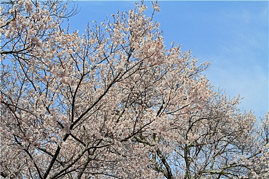 樱花,长野,日本