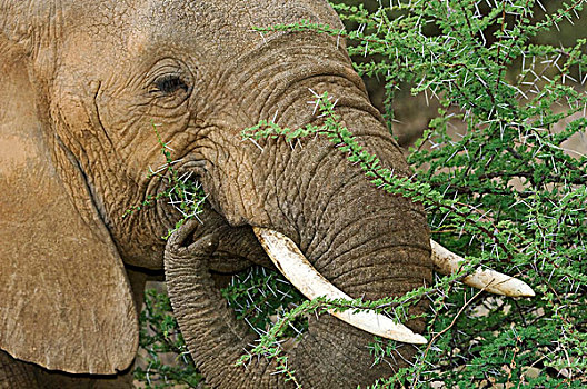 肯尼亚,萨布鲁国家公园,特写,大象,多刺,刺槐