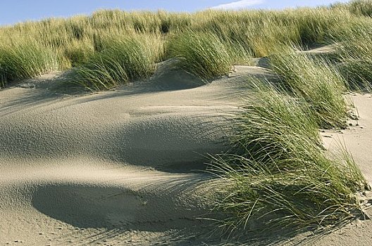 沙丘草,风,荷兰