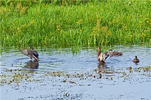 野鸭,芦苇,水
