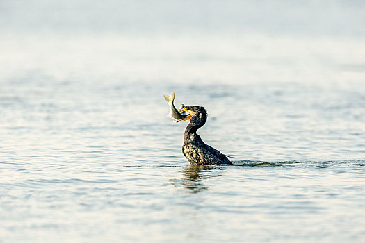 栖息于水边通过潜水捕食鱼虾的鲈鹚鸟