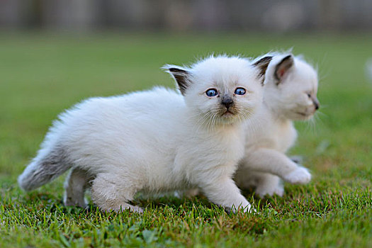两个,年轻,缅甸猫,猫,草坪