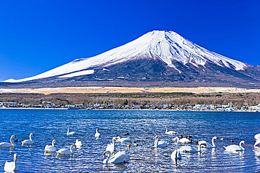 山,富士山,湖,天鹅