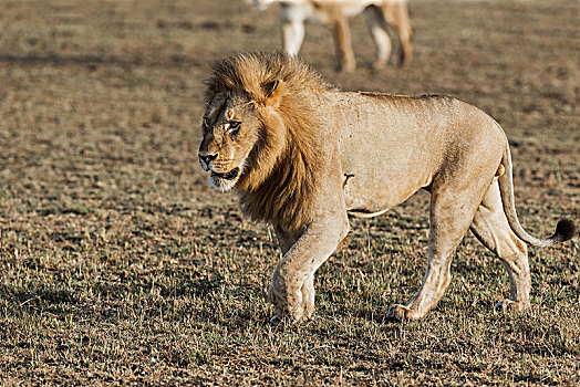 狮子,非洲雄狮