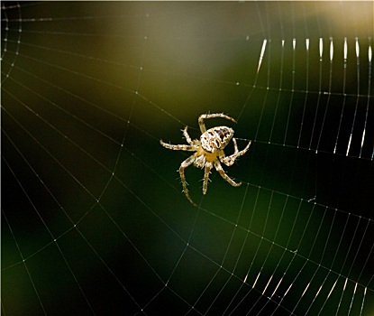 蜘蛛,旋转,蜘蛛网