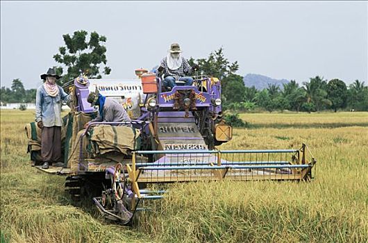 泰国,稻米,收获,靠近