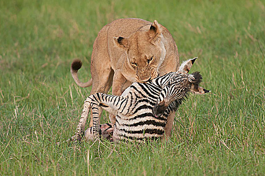 博茨瓦纳,非洲,离开,幼仔,斑马,杀死,雌狮
