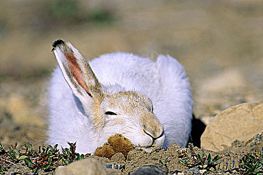 打盹,北极兔,兔属,艾利斯摩尔岛,极北地区,加拿大