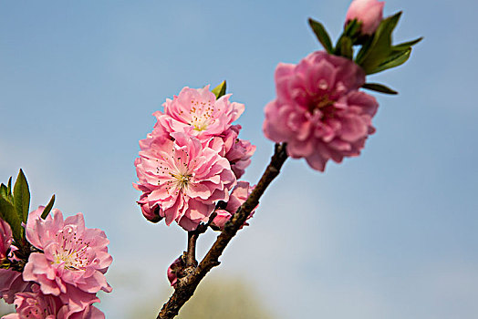 碧桃花卉