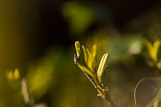 梦幻植物