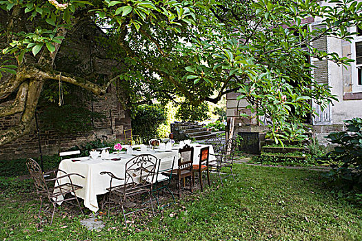 花园,桌面布置,木兰,树