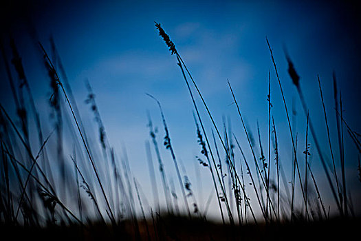 杂草,蓝天
