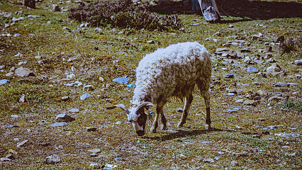 西藏山羊