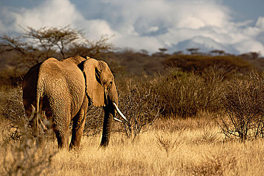 非洲象,桑布鲁野生动物保护区,肯尼亚