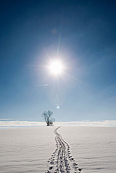 脚印,雪中,遮盖,日光,风景,巴伐利亚,德国