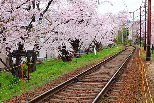 铁路,樱花,树