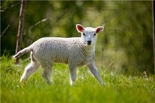 春天,羊羔